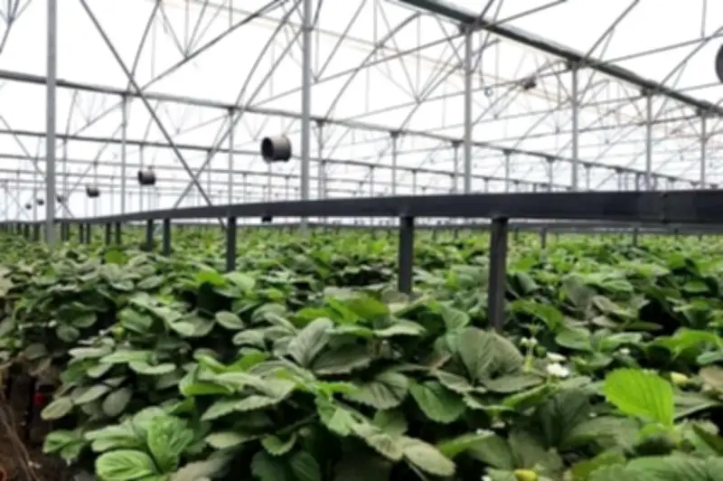 إيران توسع استخدام التكنولوجيا النووية السلمية في الزراعة عبر البلازما الباردة